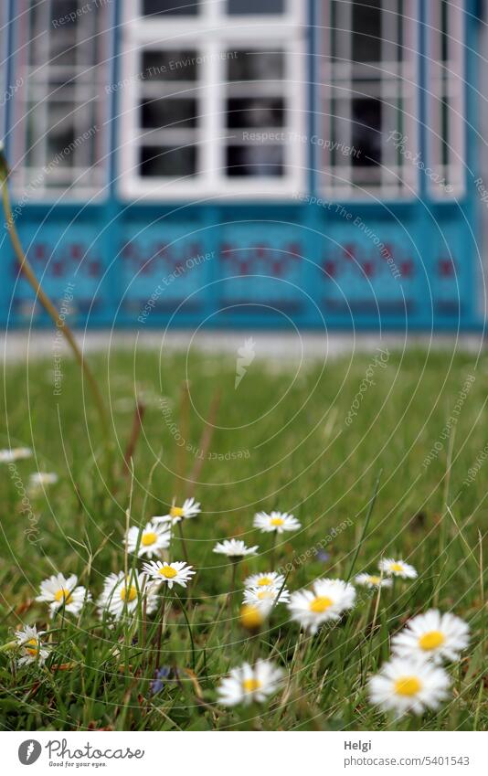Daisies on a meadow, in the background part of a historical building Flower Blossom Daisy Meadow Grass Building Facade House (Residential Structure) Window Old