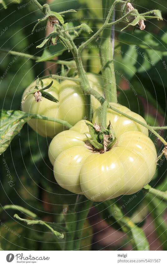 two thick still unripe beef tomatoes grow on tomato plant Tomato 2 Garden Fat Immature Vegetable Plant Green Fresh Food Nutrition Vegetarian diet Healthy
