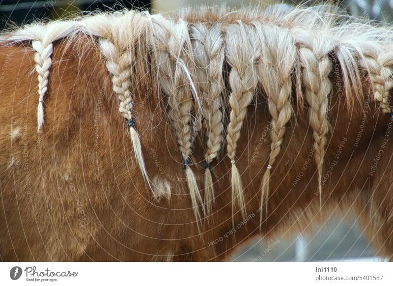 Bangs with braid hairstyle Animal partial view Horse Shetland pony Mane interwoven weave in plaits Eye-catcher horse hair Hair ties