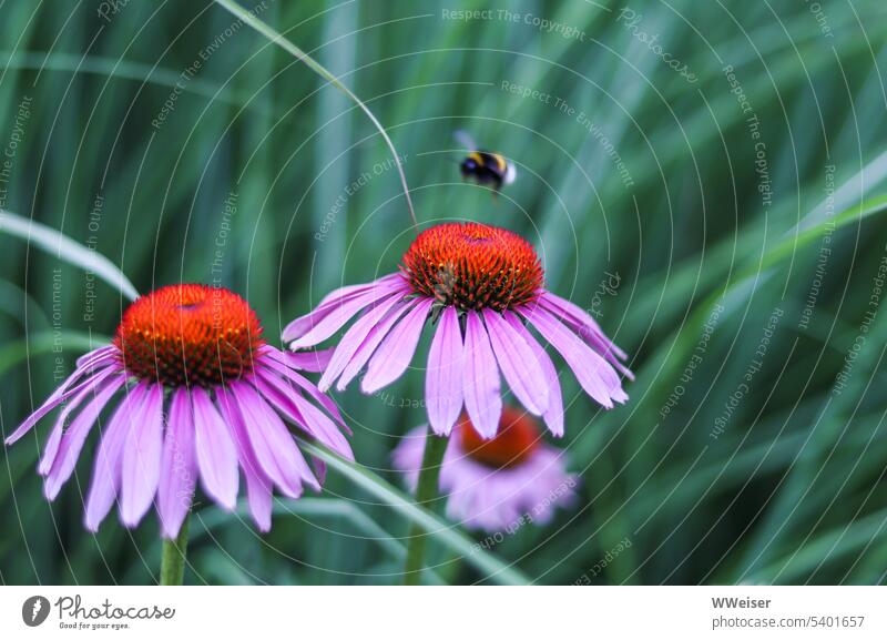 The purple coneflower gets a visit from a little bee Summer Flower Garden Purple coneflower purple echinacea Red warm Bee Insect blossom amass Flying Open
