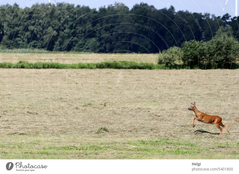 Young roebuck jumps over mowed meadow Roe deer reindeer buck young animal Meadow Jump Grass Hay mown Tree shrub Movement Nature Environment Wild animal Animal