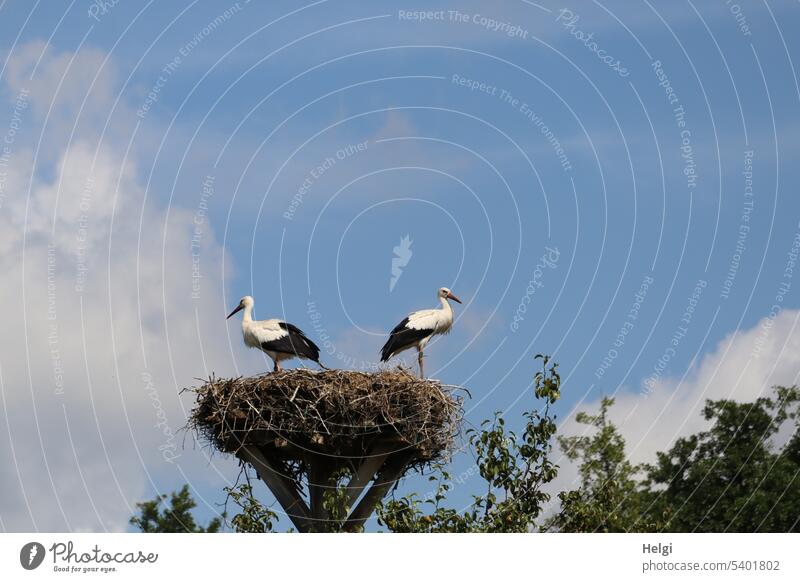 two young storks standing in nest in front of blue sky with clouds Bird Stork White Stork Animal Wild animal 2 Animal portrait Nest Eyrie Stand Wait Tree Sky