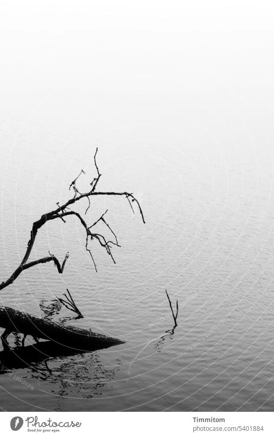 Whims of nature | threatening gestures in the foggy Mummelsee branches Bleak Tree trunk Water Mummelsee Lake Fog Shadow Threat Threatening gestures Reflection