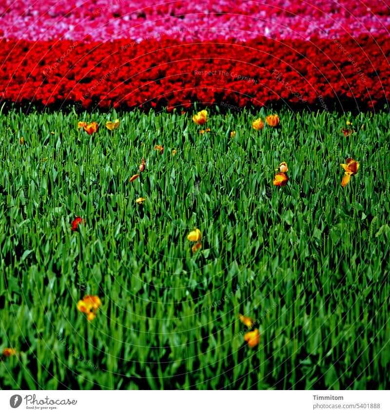 Brightly colored flower picture flowers blossoms tulips leaves Field harvested Yellow Green Red Spring Blossom Plant Nature Tulip blossom Deserted Colour photo