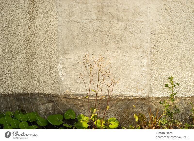 Aesthetics of weeds in front of a wall Esthetic Weed Wall (barrier) Sunlight marginal wayside Marginal phenomenon Plant Growth cooling Effects effective