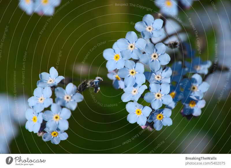 Blue forget me not flowers over green Myosotis flowerhead blue purple spring many background macro closeup bloom blossom horticulture Gardening nature fragile