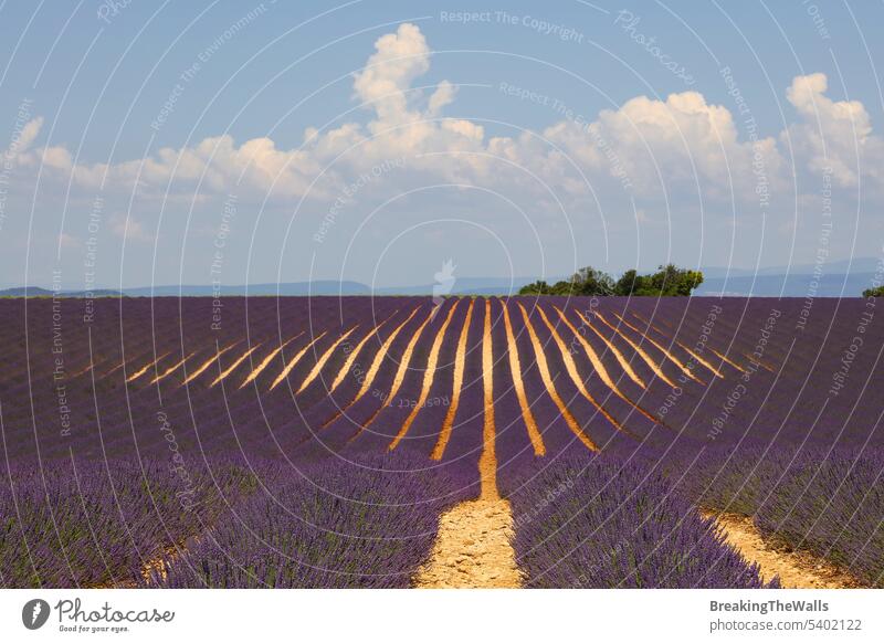Purple lavender field of Provence Lavender blooming blossom purple day flowers France Valensole sky dramatic scenic nature beautiful rural agriculture farming