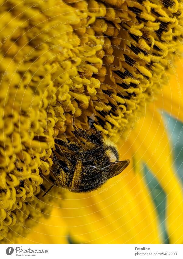 All dusted with pollen is the little fat bumblebee cavorting in the blossom of a sunflower. Bumble bee Flower Insect Summer Blossom Plant Animal Exterior shot