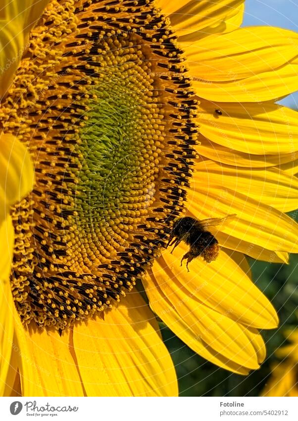 A fat bumblebee is on approach to land. The landing gear is extended and the bright yellow sunflower is the runway. Sunflower Summer Yellow Nature Flower Plant