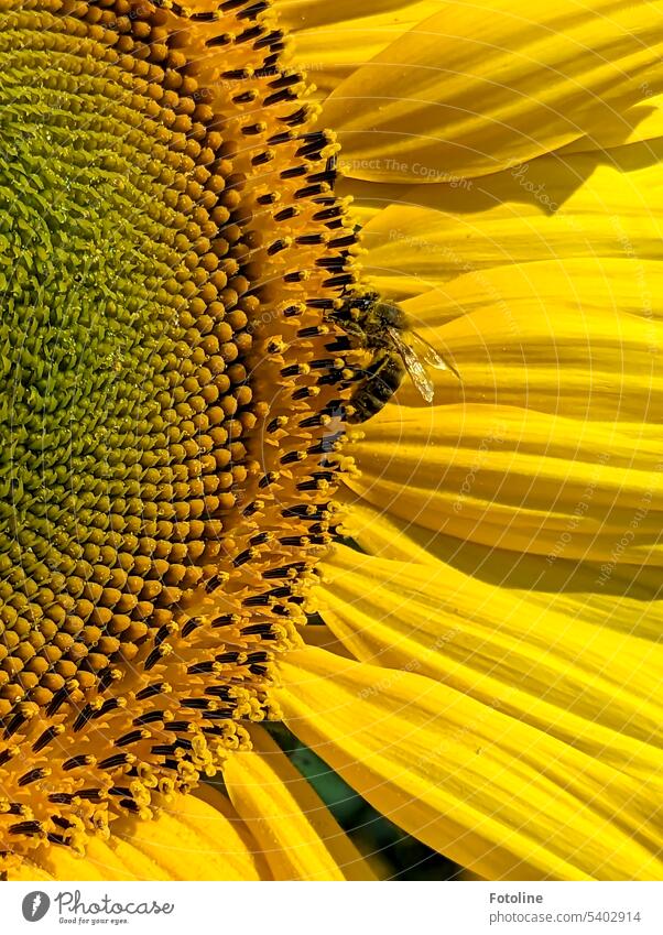 Yes, bees also feel right at home on the bright yellow sunflowers. They eagerly collect pollen. Bee Insect Blossom Flower Plant Animal Pollen Summer Diligent