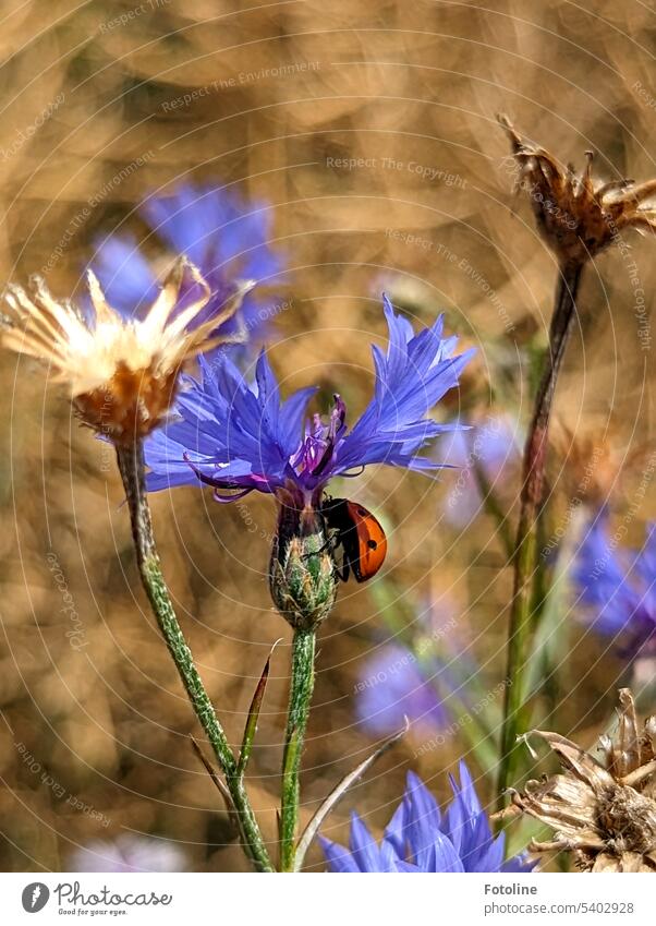 A blue cornflower surrounded by faded flowers gets a visit from a little red ladybug Cornflower Flower Blue Summer Blossom Plant Green Exterior shot Nature