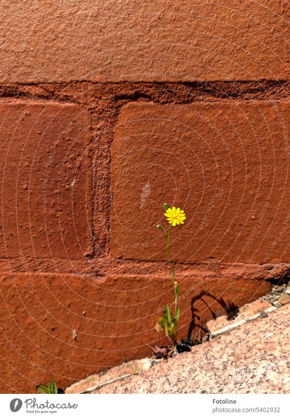 A small yellow blooming flower casts a shadow against a reddish brown wall. Flower Blossom blossom Blossoming Plant Yellow Colour photo Exterior shot Green