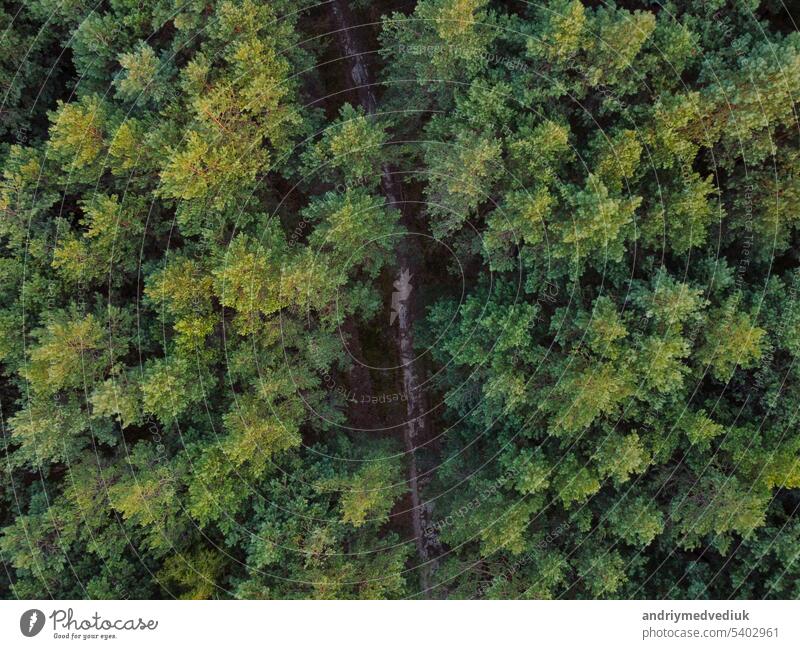 Aerial top view of mixed forest trees, ecosystem and healthy environment concept and background with side lighting. Texture of dense green deciduous and evergreen trees forest view from above.