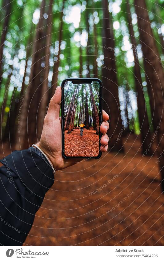 Crop tourist taking picture of hiker in forest person anonymous take photo smartphone traveler tree nature screen using woods cantabria spain device gadget trip