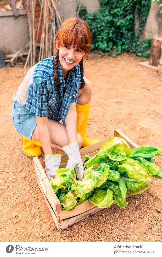 Young woman harvesting lettuce in countryside garden gardener farmer agriculture box vegetable glove plantation soil greenhouse female organic work agronomy