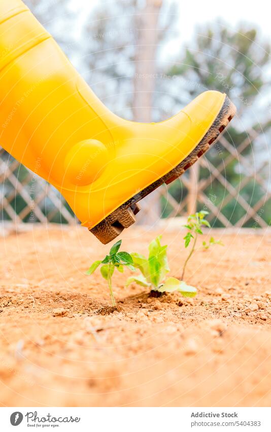 Crop gardener with boot over tender plant in garden person step ground nature sand leg rubber yellow footwear park harmony botany calm flora natural growth