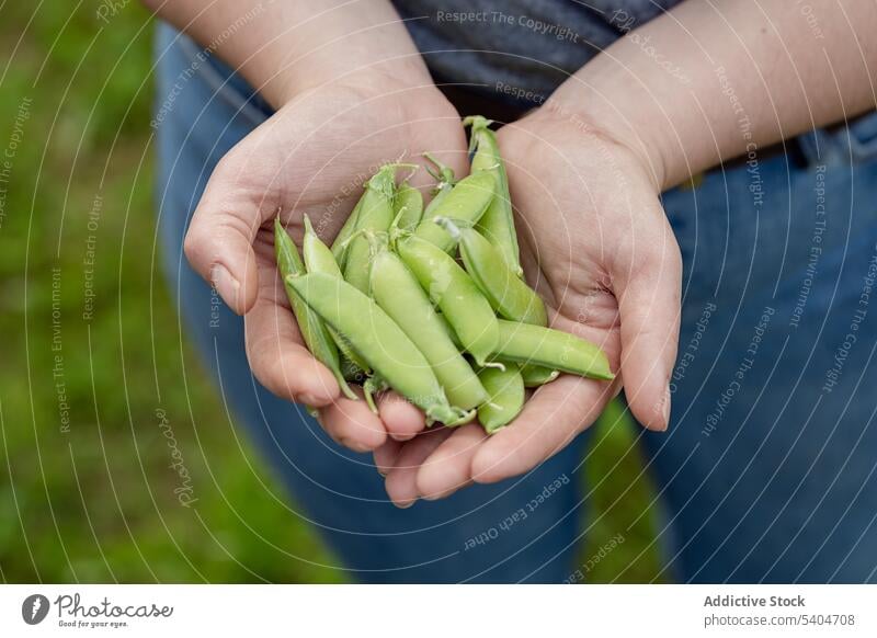 Crop person with green peas in hands at farm farmer harvest agriculture fresh food work cultivate organic agronomy countryside vegetable raw garden collect pick