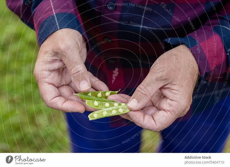 Crop farmer showing open pea pods in garden man check agriculture green work fresh male casual organic cultivate occupation food harvest countryside rural