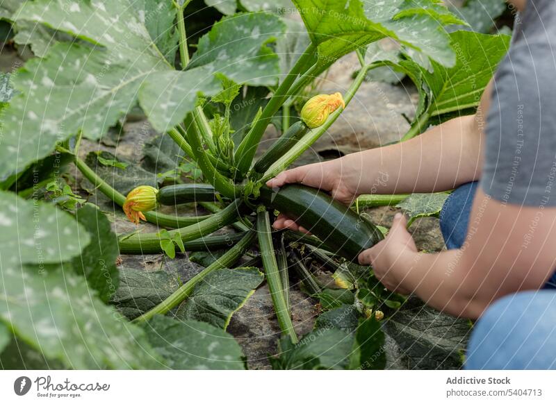 Crop working grasping zucchini before harvesting in farm woman farmer collect garden agriculture plant pick organic fresh cultivate female growth gardener green