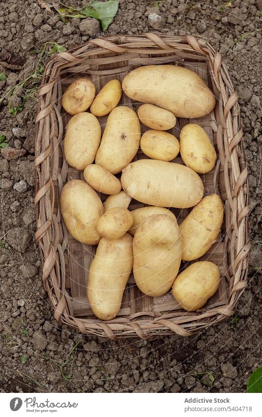 Fresh potatoes in wicker basket on farm field vegetable seed plantation harvest cultivate agriculture agronomy assorted organic countryside food collect daytime