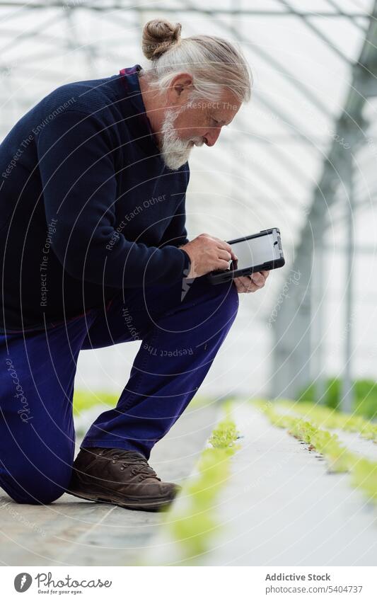 Elderly man checking information on tablet in greenhouse farmer using agriculture monitor plant hydroponic organic male senior growth work cultivate vegetate
