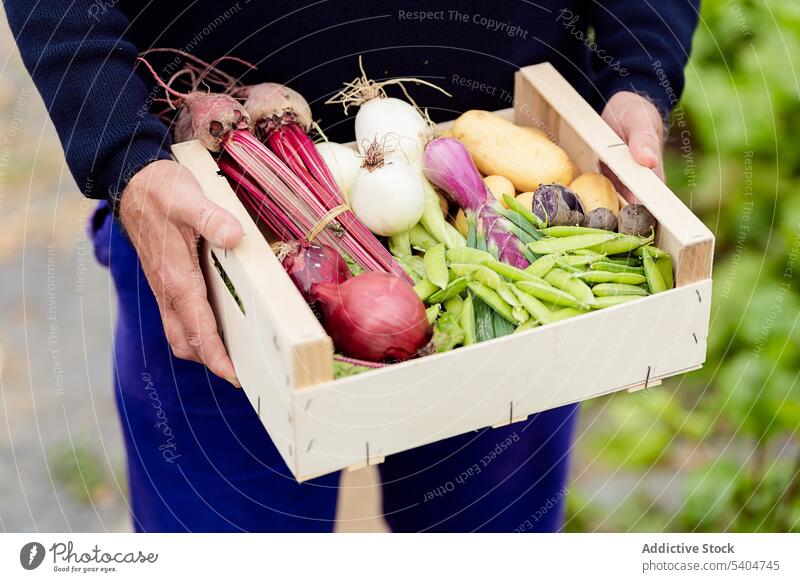 Unrecognizable crop gardener with container of vegetables in greenhouse man farmer agriculture hothouse harvest box carry male cultivate onion natural