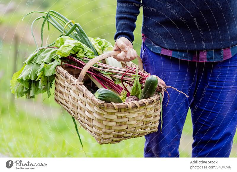Unrecognizable farmer with vegetables in basket gardener zucchini beetroot wicker scallion agriculture carry natural harvest green cultivate spring plantation