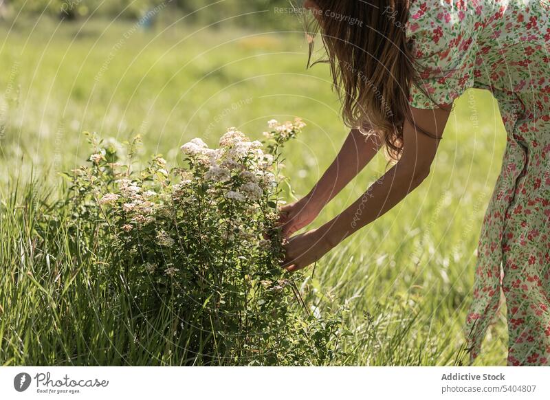 Unrecognizable woman collecting flowers in field countryside summer nature pick dress grass flora green female blossom plant bloom sunshine floral idyllic