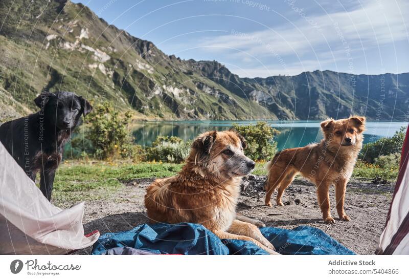 Cute pet dogs in campsite in mountains in daytime obedient animal friend domestic canine companion mammal loyal cute purebred adorable black fluff relax