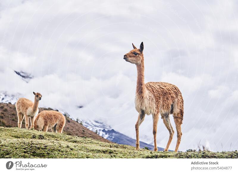 Adorable vicunas grazing on grassy pasture against cloudy sky camelid graze nature hill summer animal wild grassland savanna landscape environment countryside