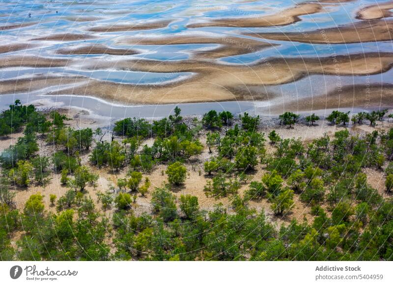 Amazing view of seawater and sand dunes in sunny day beach shore bush mangrove tree picturesque flatbed nature landscape daytime summer seaside seashore idyllic