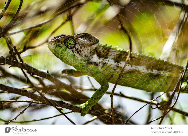 Amazing chameleon hiding in green foliage hide nature forest jungle environment vegetate furcifer pardalis specie animal reptile lizard madagascar africa branch