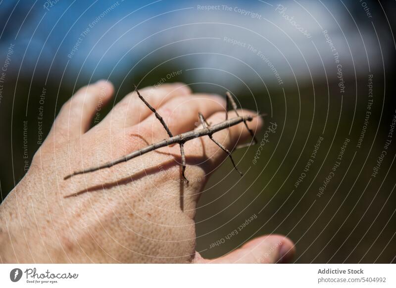 Tiny stick insect crawling on index finger of anonymous man bug arthropod specie wildlife creature summer male nature habitat environment sit leg countryside