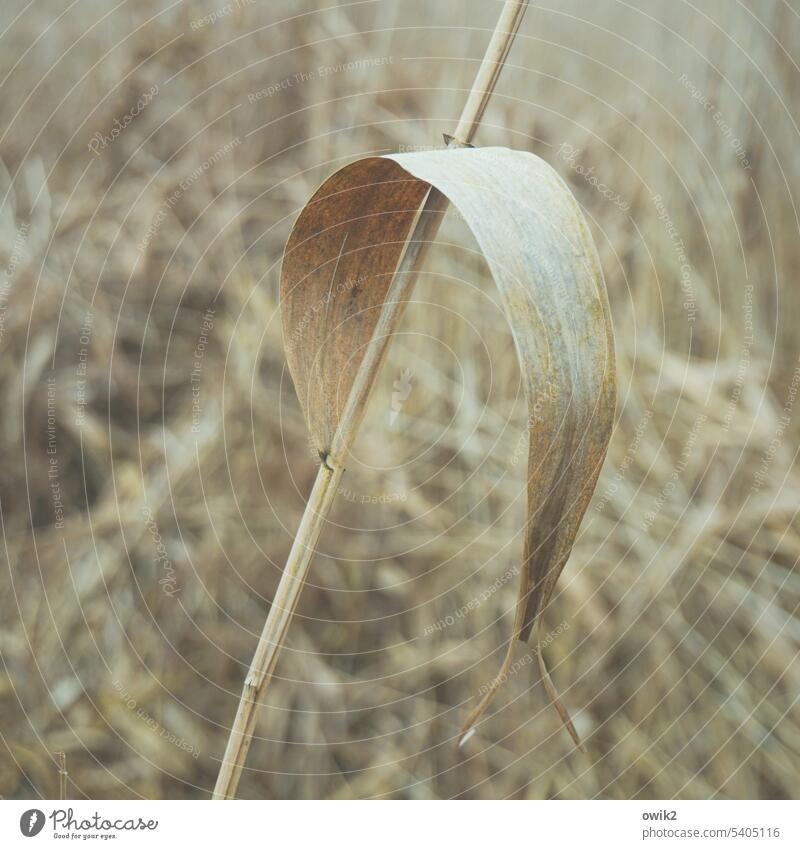 Bent Reeds Stalk stalk Blade of grass Leaf Old Shriveled flexed Crooked Suspended Plant Deserted Colour photo Subdued colour Shallow depth of field Nature