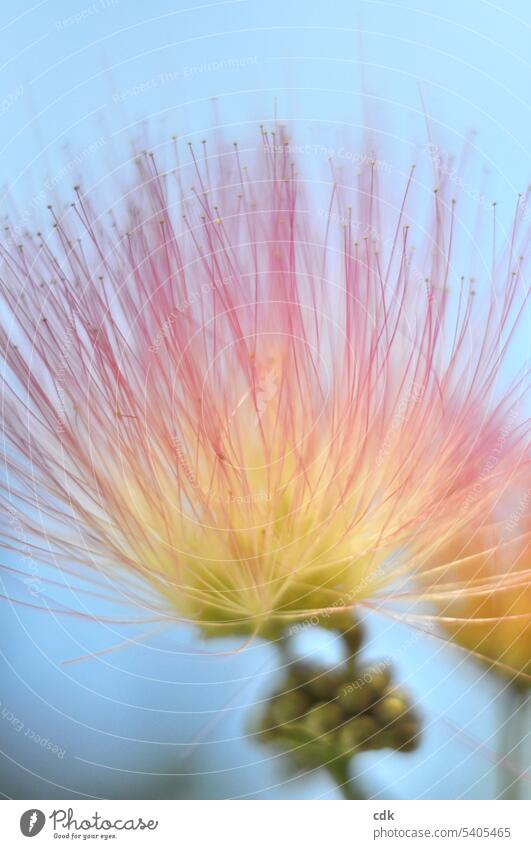 The flower of the silk tree: like delicate antennae in the summer wind. Blossom Flower Nature Detail Blossom leave Plant Pollen pretty Close-up Blossoming