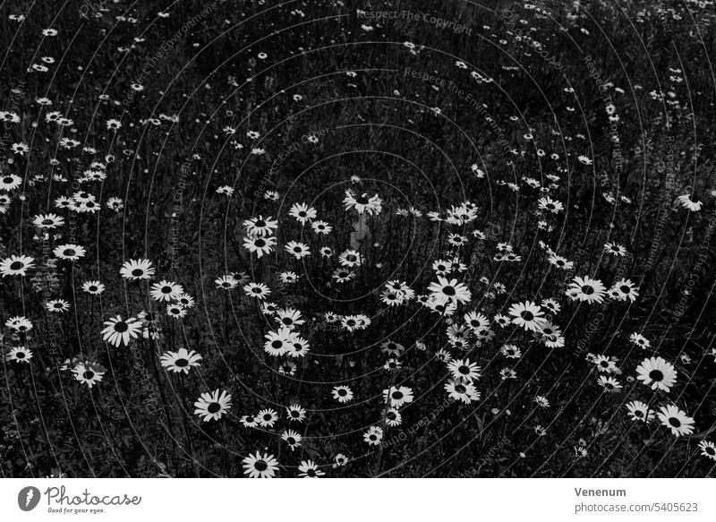 Chamomile flower blossoms in the summer,black and white Flower flowers weeds flowering stalk nature garden outdoors bokeh Germany plant wild plant Wildflower
