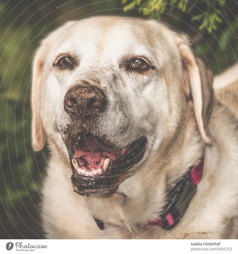 Happy dog portrait happy dog Labrador Retriever yellow Labrador dirty dog outdoors smile gentle pet animal canine blonde color square