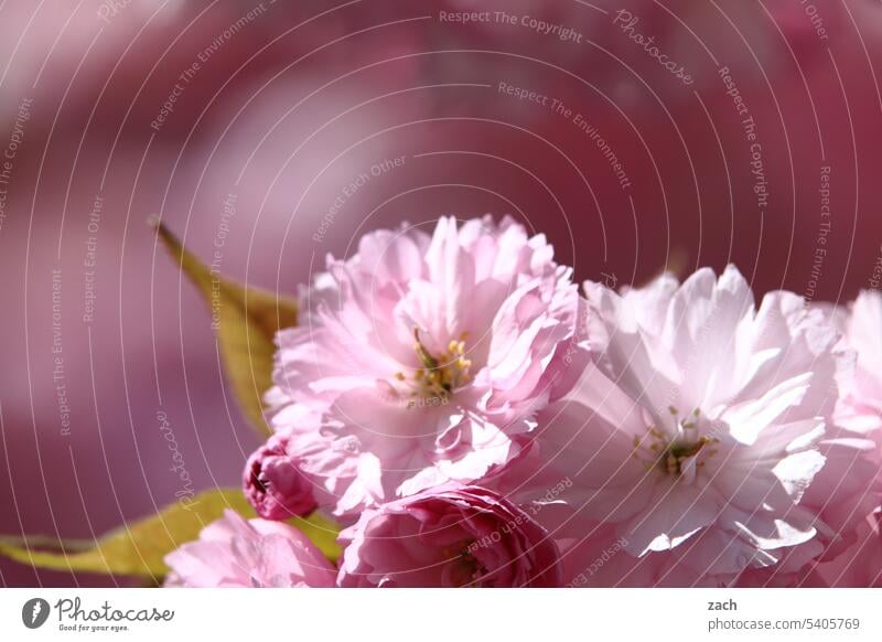 through the pink glasses... Flower Blossom Plant Blossoming blossom flowers Pink Nature Garden