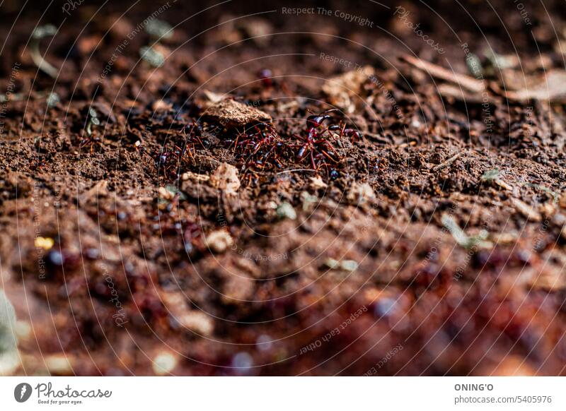 Ants moving around and the security ant in the middle of the picture. Brown ants are always on the move in the summer to find shelter and food