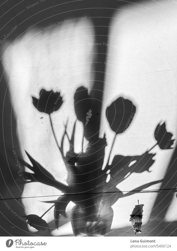 Tulips in vase black and white tulips Shadow Flower Bouquet Plant Blossoming Spring flowers black-and-white reflection Tulip blossom Nature Decoration