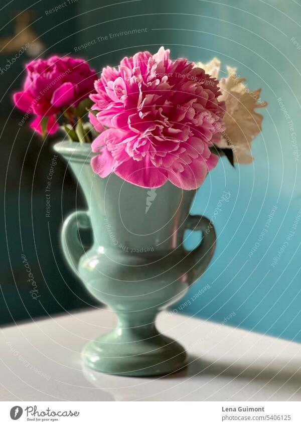 Peonies in vase Peony bouquet turquoise Blue background Pink White Table Vase Pottery Decoration Flower Blossom Spring Nature Plant Blossoming Colour photo