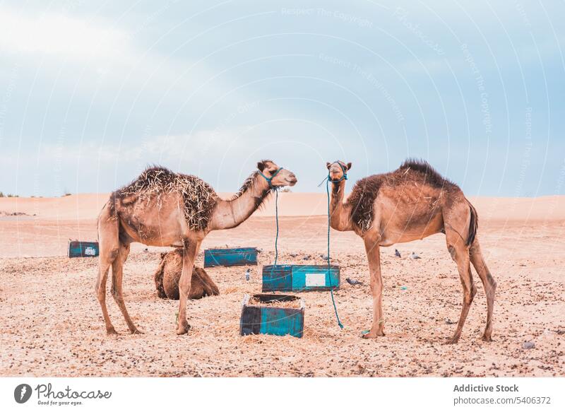 Standing camels on desert terrain in daylight sand tied transport trip rope quiet rest muzzle animal morocco merzouga countryside travel nature blue sky summer