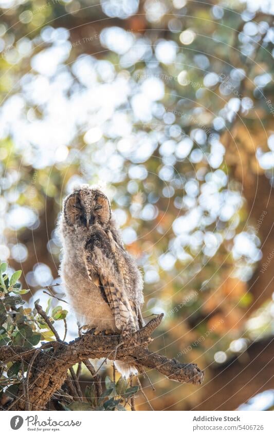 Concentrated owl on branch sitting bird brown nature animal beak wild wildlife beautiful predator feather pet zoo funny cute little domesticated natural fluffy