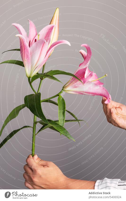 Faceless florist with lilies on gray backdrop lily bloom bud flower blossom leaf petal tender floral touch pink lush fragrant scent fragile fresh natural gentle