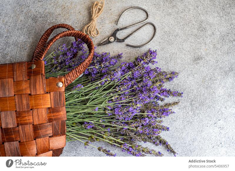 Summer straw bag with fresh flowers of lavender aromatic background bouquet concept concrete flat lay flora floral frame gift grey lavandula natural nature
