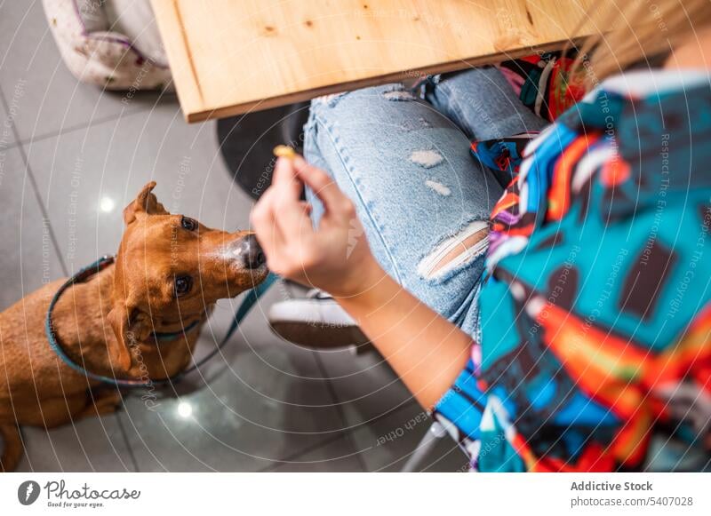 Crop woman feeding dog by wooden table restaurant cafe eat food together delicious owner canine tasty yummy obedient nutrition sit companion friendly snack
