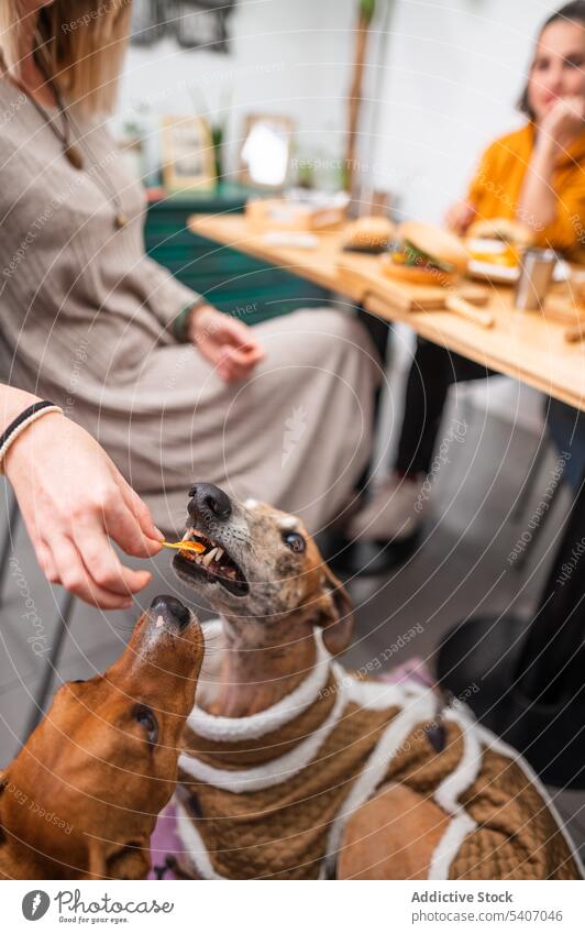 Crop woman feeding dog by wooden table restaurant cafe eat friend food together delicious owner canine tasty friendship yummy women obedient nutrition sit lunch