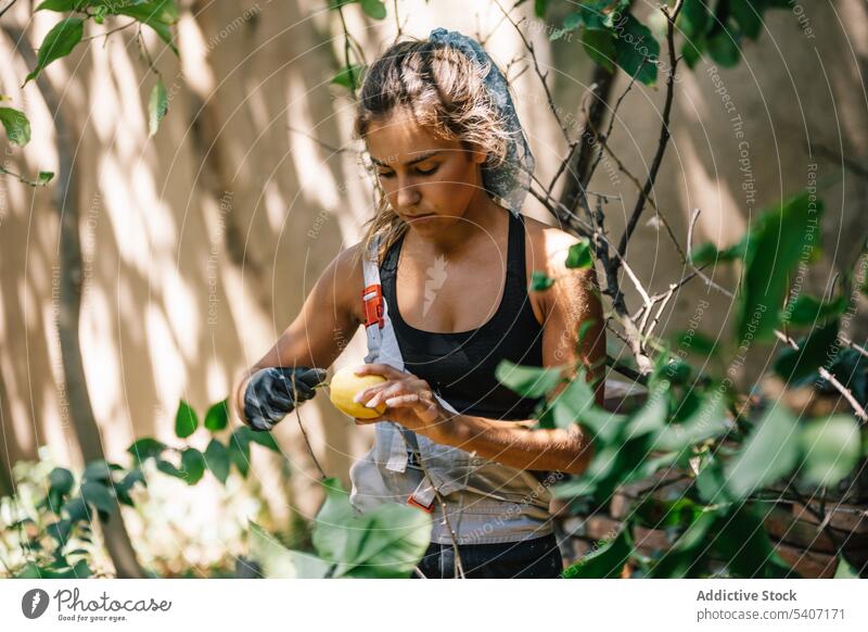 Focused young woman wearing glove and holding lemon fruit in hand while standing near tree concentrate bare shoulders thorn ripe calm care female park citrus