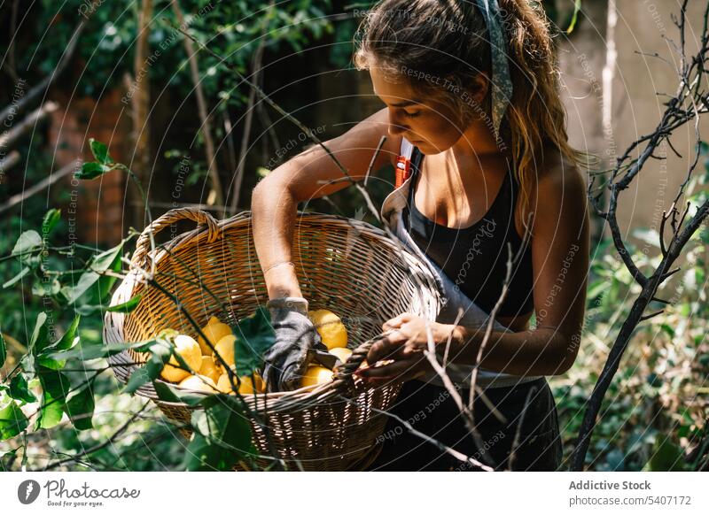 Young woman standing near green tree with lemons in wicker basket and touching with glove hand fruit garden leaf harvest ripe young female organic vitamin fresh