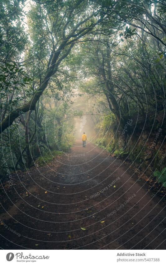 Unrecognizable man traveler walking on wet path in forest during daytime explore fog nature mist woods pathway trip hike journey adventure tourism environment